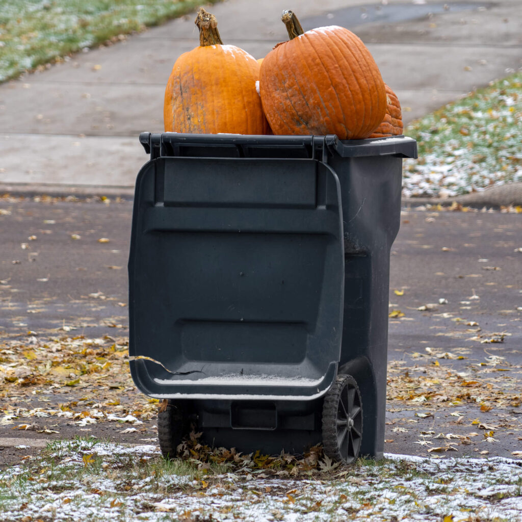 Minnesota pumpkins placed in a waste container